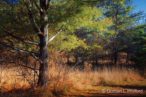 Tree By The Trail_10040.jpg - Photographed at Ottawa, Ontario - the capital of Canada.